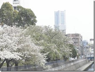 桜・天王町