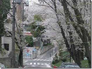 桜・千丸台