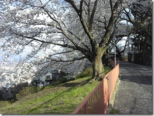 浄水場の桜１