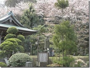 桜・随流院