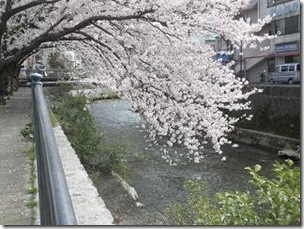 桜・両郡橋